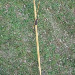 archi-osage-0-181 cm per 45 libbre